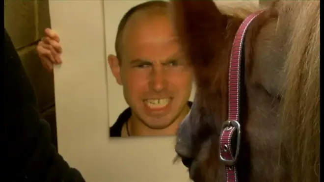 人の表情見分ける馬　英研究で明らかに