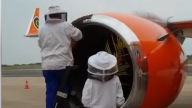 Wataalamu wanasema huenda nyuki hao walikuwa wanapumzika kabla ya kuenda mahali pengine