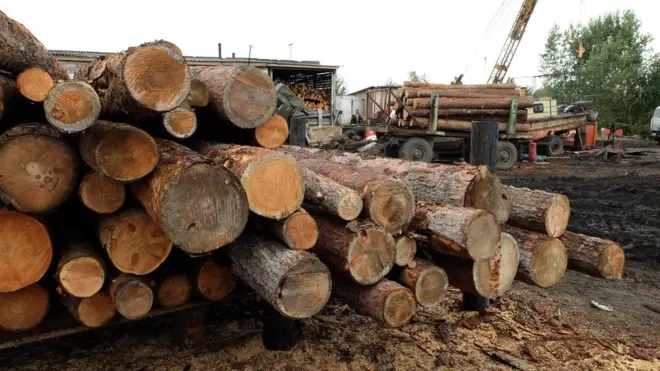В переработку отправляются все более молодые деревья, уверены активисты