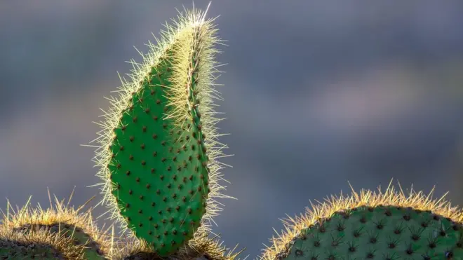 Перше місце у категорії ботаніка. На фото: опунція у променях вечірнього сонця.