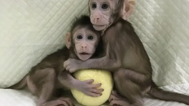 จงจงกับฮัวฮัว ลิงจากการโคลนคู่แรกของโลก