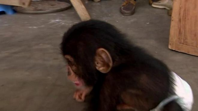 Детеныш шимпанзе