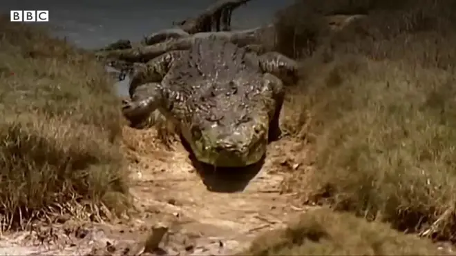 मगरमच्छ