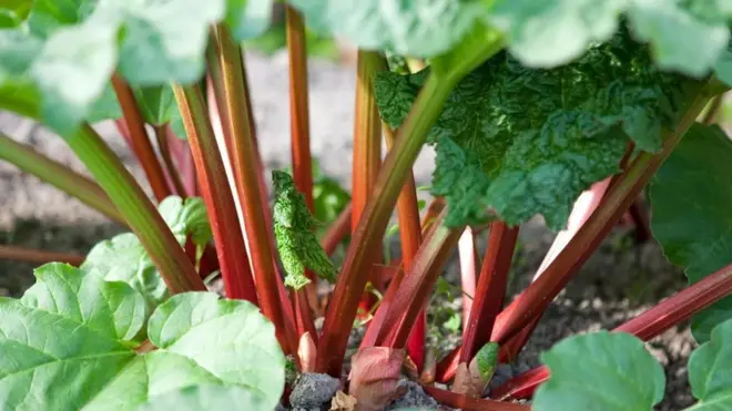 Los tallos de ruibarbo se usan en muchos platos y postres. Pero las hojas no son aptas para el consumo.