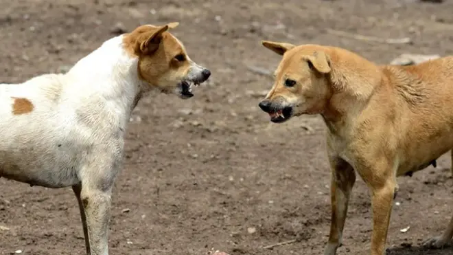 Los habitantes locales ven con desconfianza a los perros callejeros.
