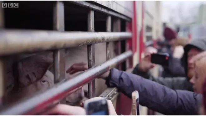 動物愛護は過激主義なのか　英で活動家と農家が対立