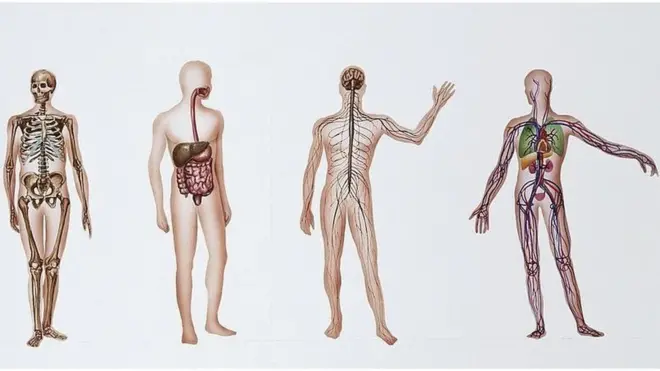 శరీరాలు