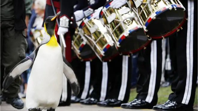 Sir Nils Olav, o pinguim-rei condecorado da Escócia