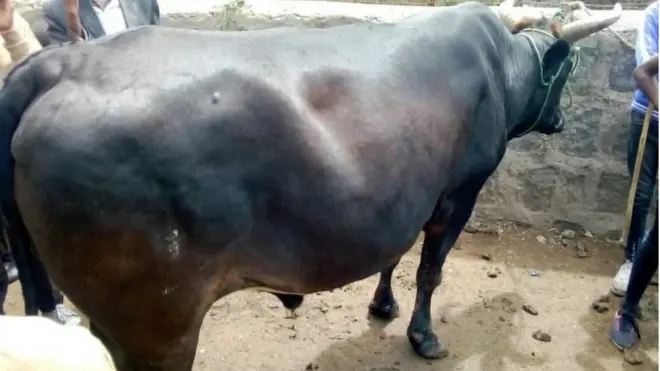 Sangaa birrii 115,000 baase