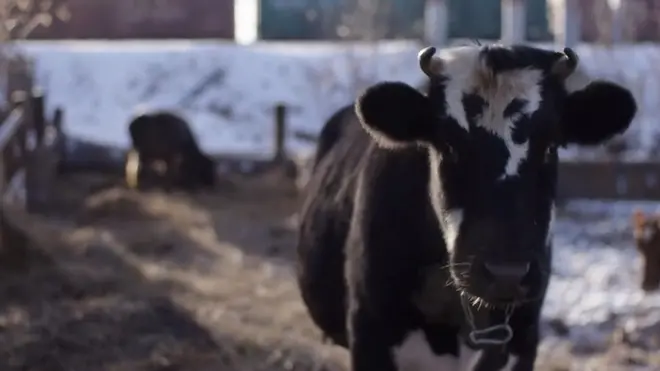 хоспіс для корів