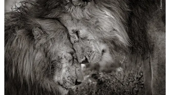 Pobednička fotografija