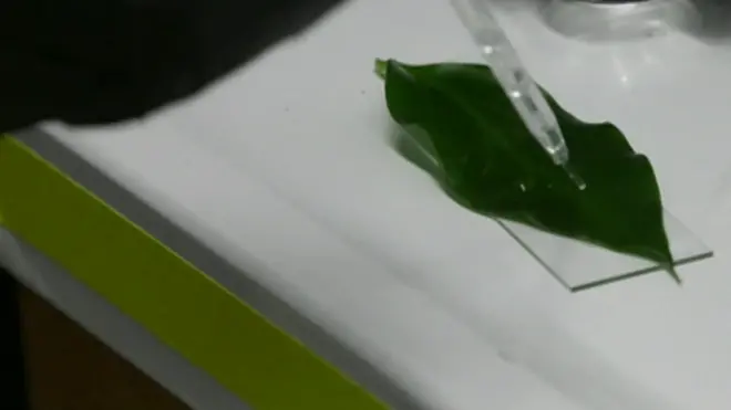 روبوتات صغيرة بحجم الخلية الواحدة فقط