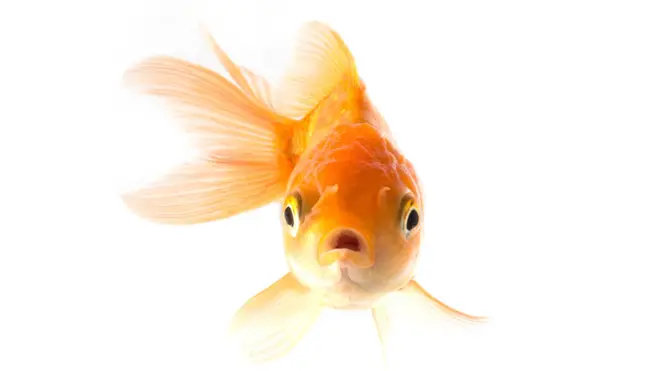 Los niveles de alcohol presentes en los peces eran más elevados que los permitidos para conducir en algunos países de Europa.