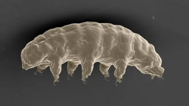 Ці маленсенькі істоти мешкають у водному середовищі і здатні виживати за найекстремальніших умов