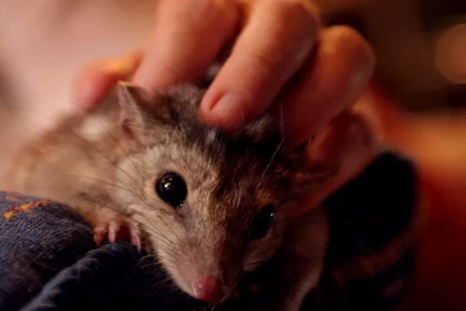 Avustralya’da çiftleşmek için uykusundan olan keseli kedilerin soyu tükeniyor