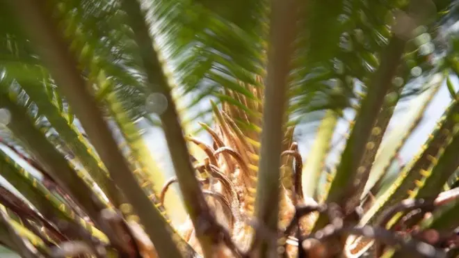 एक पौधे ने कैसे एक जापानी द्वीप को बचाया?