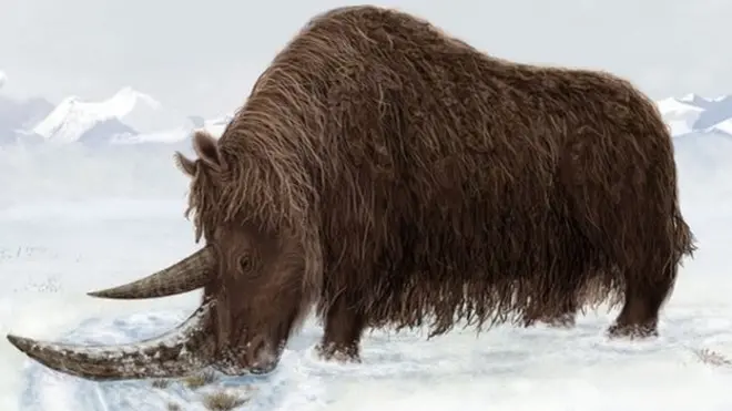 A drawing of what the woolly rhino might have looked like.