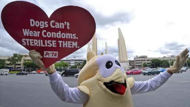 "สุนัขใส่ถุงยางอนามัยไม่ได้ จงทำหมันพวกมัน"