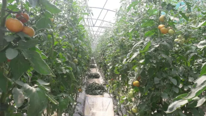 خوستیان وايي، سږکال د رومیانو او بادرنګو په برخه کې ځان بسیا دي.