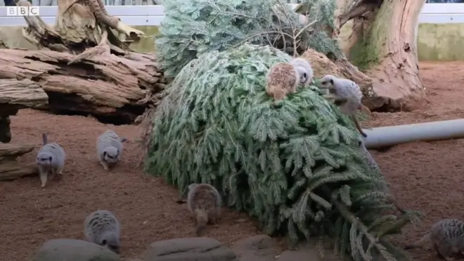 Маленькі сурікати шукають їжу у ялинці