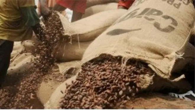 Les planteurs de cacao de Cote d'Ivoire sont en colère contre les dirigeants du Conseil du Café Cacao.