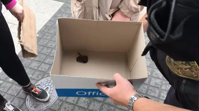 кажан поліція