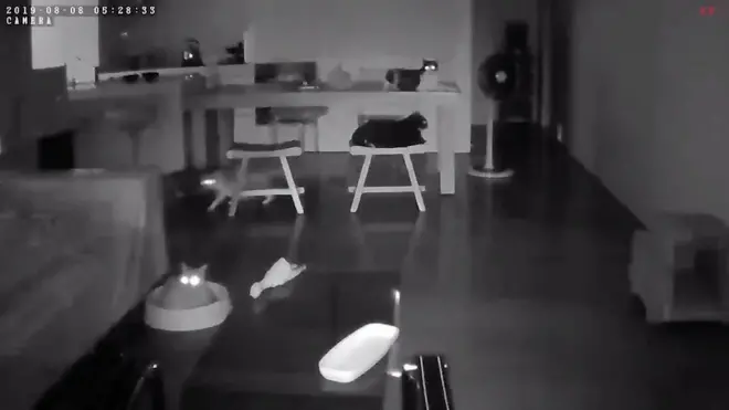 Коты до начала землетрясения.