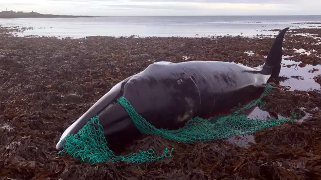 A pregnant minke whale was found tangled in a fishing net in Orkney in October last year