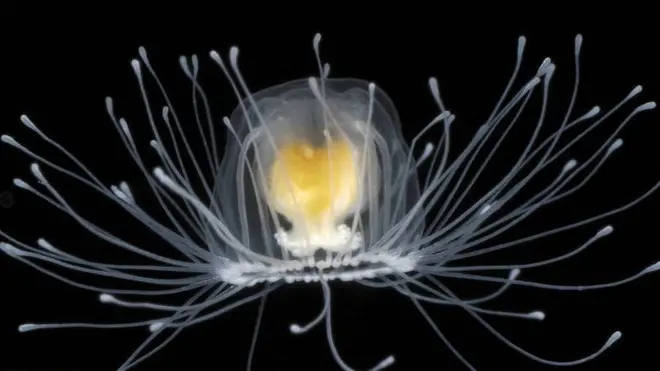 La pequeña medusa Turritopsis nutricula puede vivir para siempre | Foto: Alvaro Migotto/Cebimar/USP.