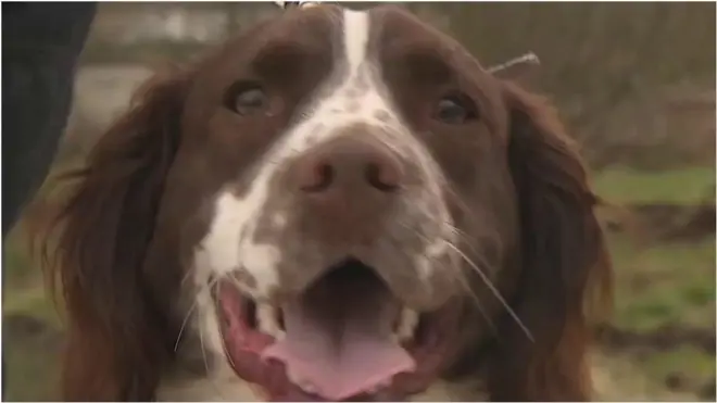 захисник білих носорогів