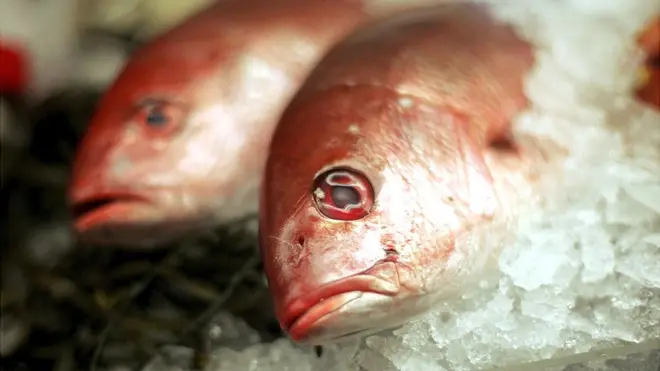 No todas las especies de peces contienen la misma cantidad de mercurio.