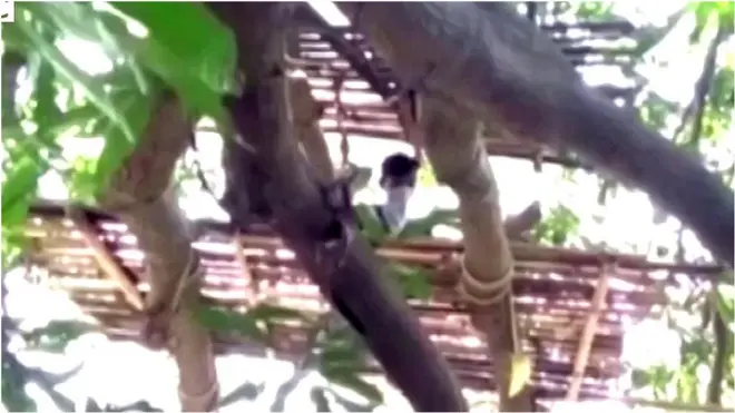 ağac evlər, koronavirus