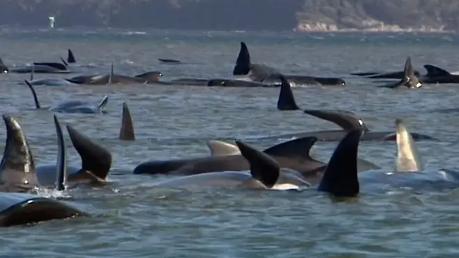 Дельфины-гринды