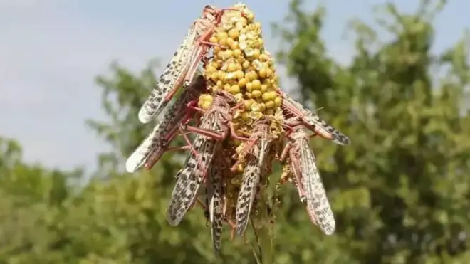 አንበጣ ሰብል ሲያወድም