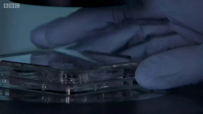 İnsan embriyosu 'genetik olarak ilk kez tamir edildi'