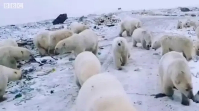 برفانی ریچھ