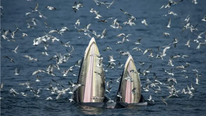 วาฬบรูด้า ในทะเลอ่าวไทย