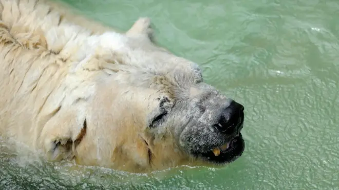 Экологи отмечали, что в бассейне у Артуро нет льда, а вольер в зоопарке для него слишком маленький.