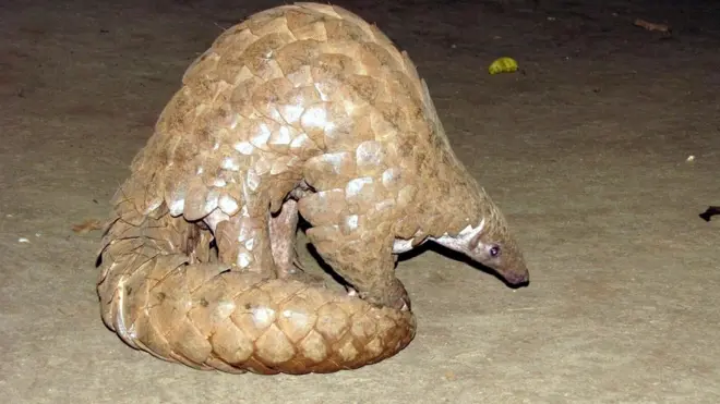 indian pangolin