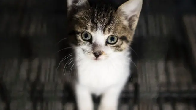 جانوروں کے تحفظ سے متعلق کارکنوں کا کہنا ہے کہ یہ تجربہ بچوں کے لیے خطرناک ہے