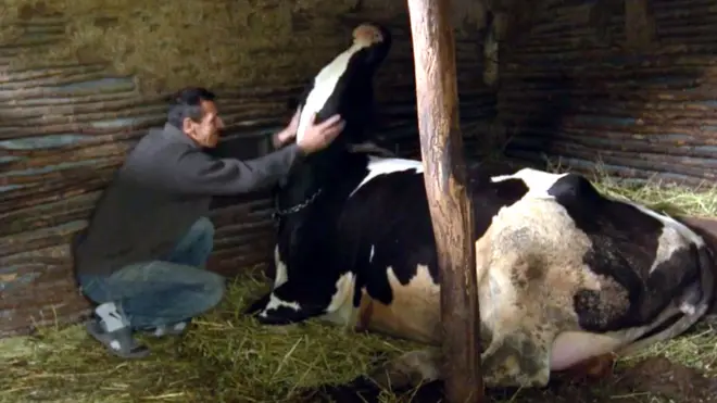 Корова Мадонна