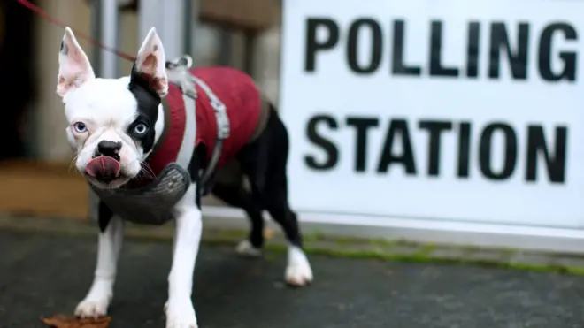 หมาที่เขตเลือกตั้ง