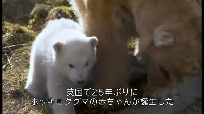 polar cub