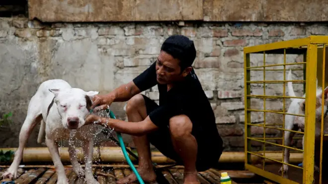 Agus Badud yang memiliki 40 anjing dan sering diikutkan pada adu bagong.