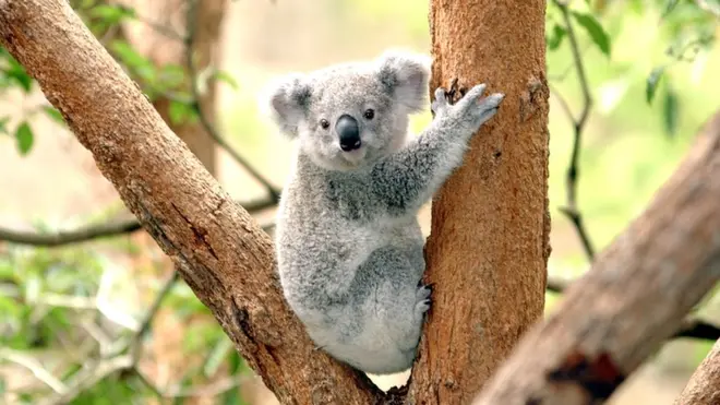 Популација коала је угрожена губитком станишта
