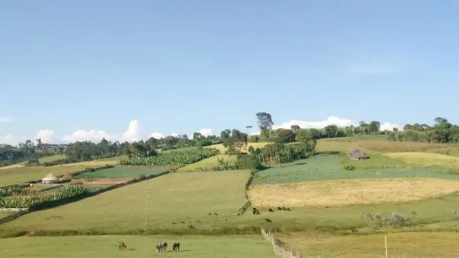 Godina Gujii dhiyeenya magaalaa Booree