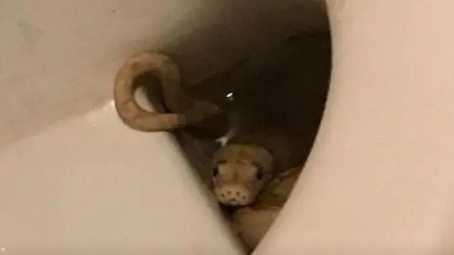 Пітон виповз з унітазу і вкусив чоловіка, що сидів у туалеті