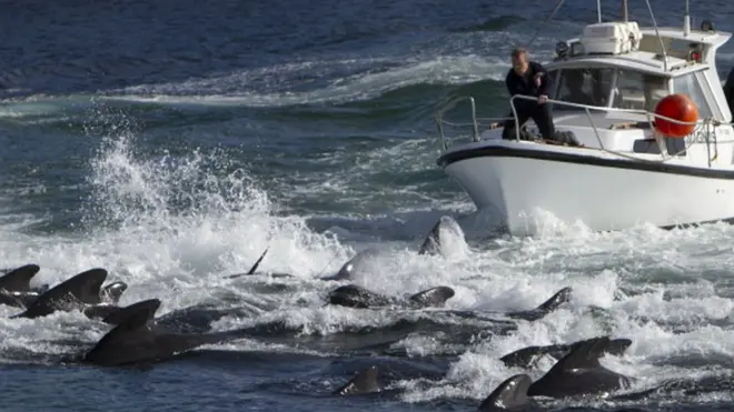 The hunting of whales is a traditional practice in the Faroe Islands (file image)