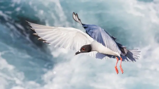 攝影大賽的類別包括動物行為、植物、景觀、群島與人以及動物肖像。卡洛斯·昆卡·索拉納（Carlos Cuenca Solana）拍攝的燕尾鷗照片在最後一個類別奪得第一名，並奪得總分第二名。