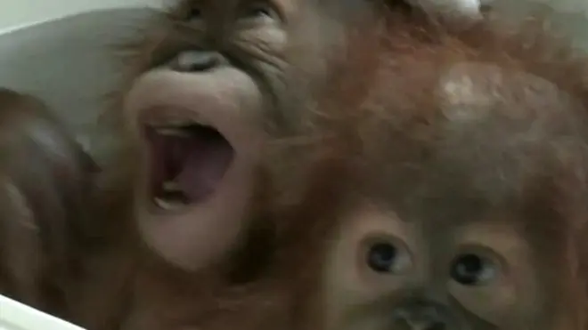 В Таиланде спасены от контрабандной продажи два детеныша орангутанга.